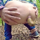 A blonde girl spreads her ass cheeks and takes a massive, firm shit onto the ground in a secluded, outdoor, wooded location. Presented in 720P HD. Over 2 minutes.